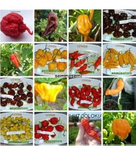 120 Semi Peperoncino In 12 Varietà Piccanti - Trinidad Scorpion, Bhut Jolokia, Carolina Reaper E Altri - Foto 4