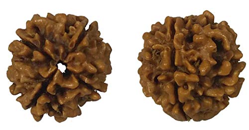 HARSHALI GEMS4 Mukhi Nepali RUDRAKSHA Four Faced RUDRAKSHA and Certified from reputed Laboratory
