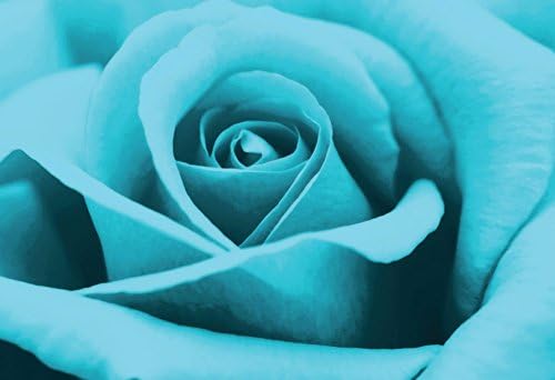 Stunning Turquoise Rose Canvas framed Art Print A1