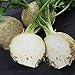 Produktbild Shop Meeko Kings Seeds - Celeriac Asterix F1-50 Samen