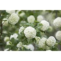 Gefüllter Schneeball Viburnum opulus 'Roseum' im Topf gewachsen ca. 60-100cm