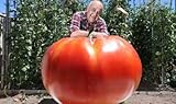 tomate hibrido nativo Fácil de usar Potseed 2015 Nuevos 100 Semillas de Tomate de la Herencia Raras + Vegetable Seeds - Giant Beefmaster híbrido de Tomate no-GMO y Delicioso !!