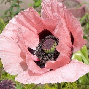 Papaver orientale 'Königin Alexandra' 50 Samen, Mohn 'Queen Alexandra' Riesenmohn (Poppy Queen Alexandra)