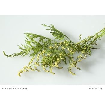 Einjähriger Beifuss Artemisia annua Qing Hao 500 Samen: Amazon.de: Garten