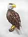 Produktbild Magnet Adler 7 x 4 cm Greifvogel Raubvogel Afrika Vogel Figur Deko COR 403 C