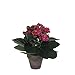 Produktbild MICA Decorations 949736 Kalanchoe in Stan Topf, Polyester, Violett, 23 x 23 x 22 cm