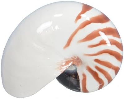 Fantastic Craft Nautilus Figurine, 4" x 3"