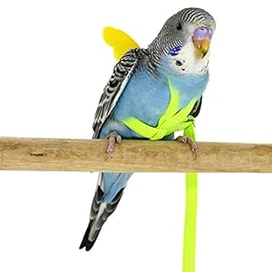 Ritapreaty Pet Parrot Bird Arnés y Correa Cuerdas voladoras Cuerda de tracción para periquitos Cockatiel Pequeñas Aves