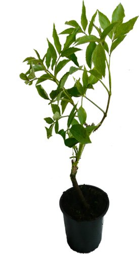 Schwarzer Holunder Korsor Pflanze Strauch neue Züchtung großfrüchtige Ertragssorte