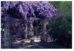 *Seeds and Things Blue Japanese Wisteria Vine 10 Seeds - Hard to Find! Stunning by Seeds and Things
