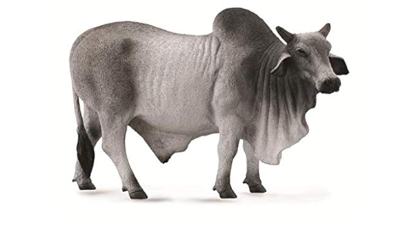 Buy Collecta 579 Grey Polled Brahman Bull Online At Low Prices In India Amazon In