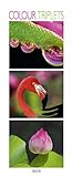 Colour Triplets 2020: Schmaler Wandkalender. Foto-Kunstkalender mit farblich abgestimmten Bildern. PhotoArt Vertikal. 28,5 x 69 cm. Edles Foliendeckblatt. by 
