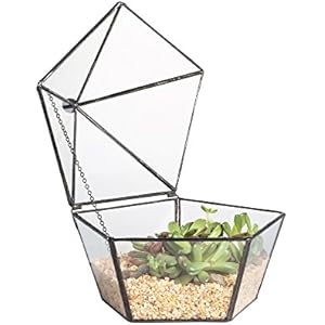 Artistic Modern Klar Glas jewel-boxed Form Glas Geometrische Terrarium Sukkulente Pflanzgefäß Box Moos Farn mit Schwingdeckel