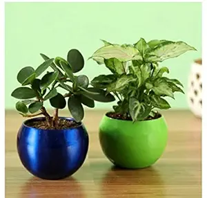 Siddhi Vinayak Gallery Metal Planter Pot for Home Decoration | Round Shape Metal Pots for Indoor Plant Living Room Bedroom, Tabletop, Office Desk Decoration ( Mix Colour Pack of 5 Metal Pot)