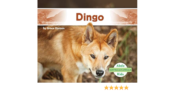 amazon dingo