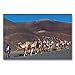 Produktbild Calvendo Premium Textil-Leinwand 90 cm x 60 cm quer, Touristenkarawane im Timanfaya-Nationalpark | Wandbild, Bild auf Keilrahmen, Fertigbild auf echter Leinwand, Leinwanddruck: Lanzarote Orte Orte