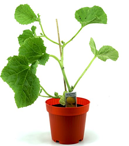 Honigmelonen Pflanze, frische Honig Melonen Pflanze aus der Gärtnerei Enseleit!