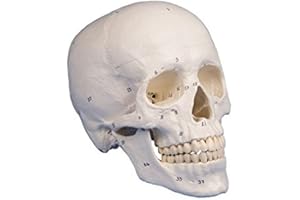 ERLER-ZIMMER GMBH Schädelmodell, 3-teilig, nummeriert