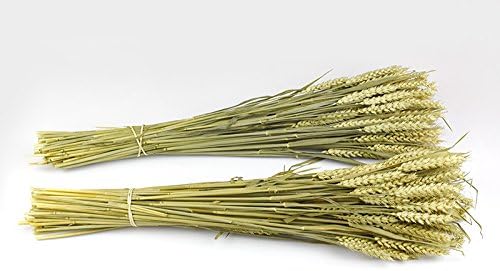 2 X DRIED 100% NATURAL WHEAT BUNCHES BRITISH GROWN
