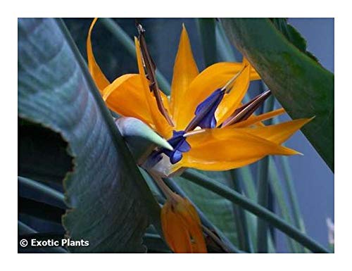 Tropica Oiseau De Paradis Jaune Or Mandela Strelitzia