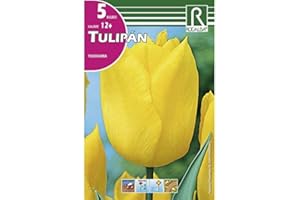 ROCALBA BULBO DE OTOÑO TULIPÁN AMARILLO YOKOHAMA - 5 UD