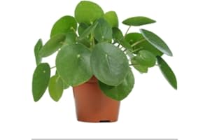 BRYNCIR GARDEN CENTRE Chinese Money Plant- Pilea Peperomioides- 1x 1cm Potted Plant