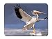 Produktbild Mouse Pad - American White Pelican in Flight Red River Lockport Manitoba Canada - Customized Rectangle Non-Slip Rubber Mousepad Gaming Mouse Pad