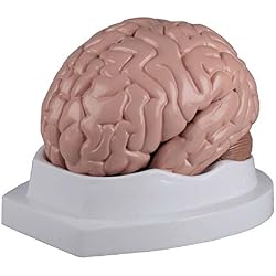cerebro desmontable en 5 piezas, incluye tarjeta de enseñanza