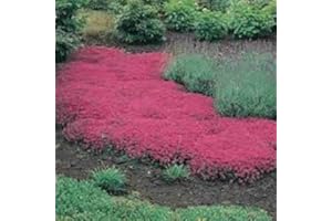SVI Semi di fiori Semi Creeping timo o semi Blue rock Cress - Perenne Copertura del terreno decorazione del giardino di fiori 40pcs AA