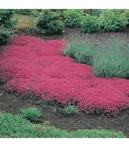 Graines De Thym Serpolet Rampant - 1000 Graines Vivaces | Plante Aromatique Couvre-sol, Mellifère | Pour Massif, Rocaille, Pot - 10