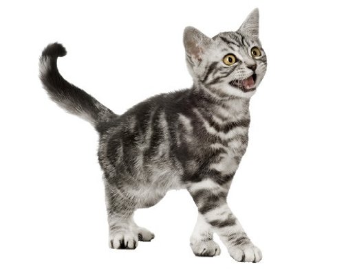 Fenstersticker No.132 Miez tier haustier katze baby süß Fenstersticker Fensterfolie Fenstertattoo Fensterbild Fenster-Deko Fensteraufkleber Fensterdekoration Glas-Sticker Größe: 30cm x 27cm - 2