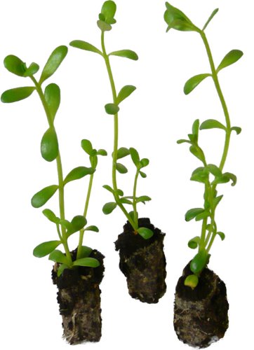 7 x Brahmi Pflanzen 'Gedächtnispflanze' Bacopa monnieri Ayurveda Heilpflanze