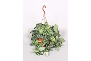 BLUMEN-SENF Gefleckte Efeutute 50-60 cm Ampel – Scindapsus pictus 'Argyraeus', Pflegeleichte Grünpflanze für Hängeampeln, Dekorativ & Luftreinigend