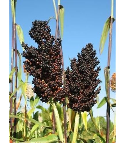Kolbenhirse Red Jewel - Borstenhirse - Setaria italica - 200 Samen :  Amazon.de: Garten