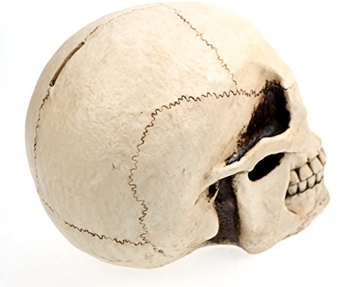 eindrucksvolle XXL Spardose Schädel Skull Totenkopf - 7