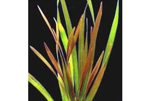 WFW wasserflora Rote Riesenvallisneria/Vallisneria rubra serpenta wird nicht von pflanzenfressenden Fischen gefressen - Barschfeste Pflanze