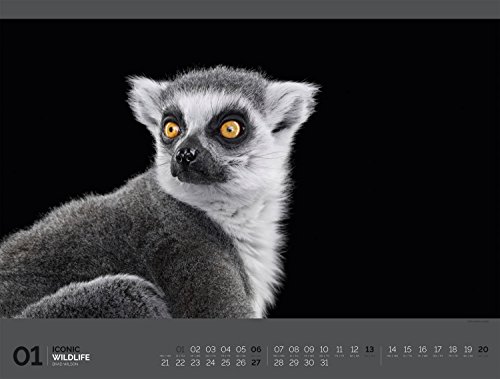 Iconic Wildlife 2019, Wandkalender im Querformat (66x50 cm) - Hochwertiger Tierkalender mit Monatskalendarium