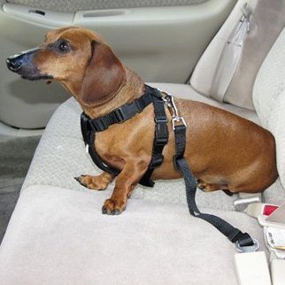 Dog-Seat-Belt-Lead-Restraint-Harness-Black-Fits-Any-Vehicle-and-Any-Dog-Connects-Collar-or-Harness-to-any-Car-Seat-Lock