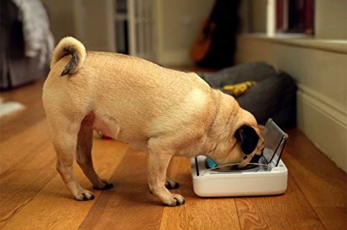 Compact-Sealed-Pet-Bowl-with-Built-in-Motion-Sensor-Keeps-Wet-Food-Moist-and-Away-from-Insects-Suitable-for-Cats-and-Small-Dogs