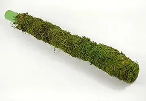 Green Paradise Moss Sticks For Climbing House Plants (60 cm/2ft, Brown)-2 Pieces