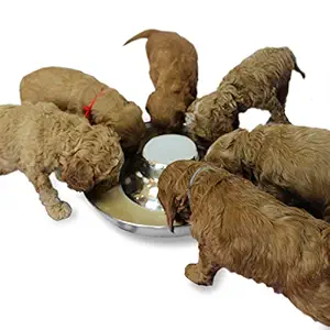 Podinor Puppy Feeder Bowls, Stainless Steel Litter Dogs Pets Food and Water Feeding Dish for Weaning Puppies (1 Pack)