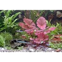 Mühlan Topartikel- Anti-Algen-Set - 40 schnellwachsende Pflanzen + 2 Tigerlotus