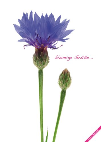 Fiorini Saatpostkarte 8er Set - Kornblume