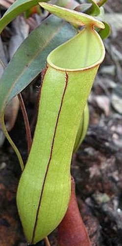 Nepenthes gracilis - Kannenpflanze - 10 Samen