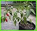 Produktbild Farmerly 200 Seeds - Pepper Hot Serrano Great Heirloom Vegetable