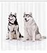 Produktbild BBABYY Alaskan Malamute Shower Curtain, Furry Arctic Doggies Husky Whelp Pedigree Pet Happy Siberian Mammal, Fabric Bathroom Decor Set with Hooks, 60 * 72 Inch, Black Cream White