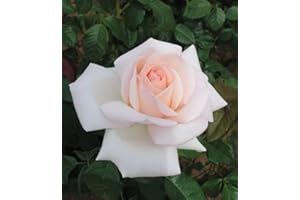 Edelrose Meilland Schloss Ippenburg in weiß-apricot-rose - Duftrose winterhart - Rosen-Blüte in weiß-apricot-rose - Rose stark duftend im 5 Liter Container von Garten Schlüter - Pflanzen in Top Qualit