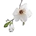 Produktbild TianWlio Künstliche Gefälschte Blumen Leaf Magnolia Blumen Hochzeits Strauß Party Home Decor