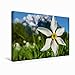 Produktbild Calvendo Premium Textil-Leinwand 45 cm x 30 cm quer, Stern Narzisse | Wandbild, Bild auf Keilrahmen, Fertigbild auf echter Leinwand, Leinwanddruck: Der wahre Star vom Narzissenfest Natur Natur