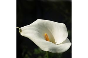 FLORIANA-BULBOSE 3 Bulbi di CALLA BIANCA GIGANTE - Zantedeschia aethiopica - Bulbo Rizoma (3)